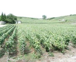 Ministerstva chtějí umožnit postavit ve vinicích a sadech fotovoltaické panely