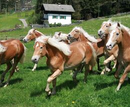 Fotky z jižního Tyrolska