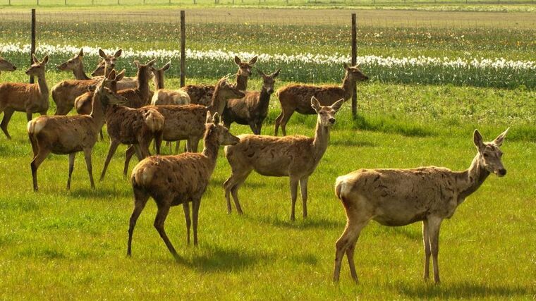 Členové Asociace farmových chovů jelenovitých navštívili Holandsko 
