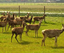 Členové Asociace farmových chovů jelenovitých navštívili Holandsko 