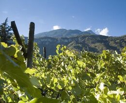 Italské zemědělství je bez migrantů na kolenou, vládní víza nepomohla