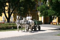 V Maďarsku staví na rodinných farmách