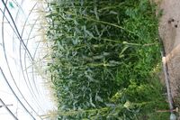 V Maďarsku staví na rodinných farmách