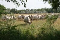 V Maďarsku staví na rodinných farmách