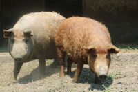 V Maďarsku staví na rodinných farmách