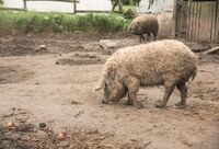 Jak se hospodaří kolegům v Maďarsku a Rumunsku