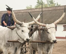 Jak se hospodaří kolegům v Maďarsku a Rumunsku