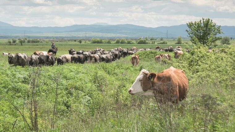 Dopady ruské invaze ovlivní výzkumy biodiverzity, na nichž se podílí AV ČR