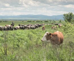 Dopady ruské invaze ovlivní výzkumy biodiverzity, na nichž se podílí AV ČR