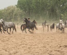 Exkurze na sever Maďarska a okolí s ASCHK ČR