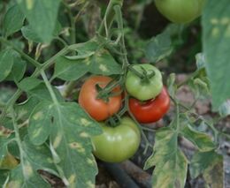 Dalibor Osmančík není sám voják v poli u Bernartic