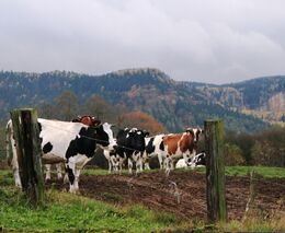 Polský venkov se vylidňuje, rostou pouze předměstí. Rodinné farmy kvůli tomu trpí