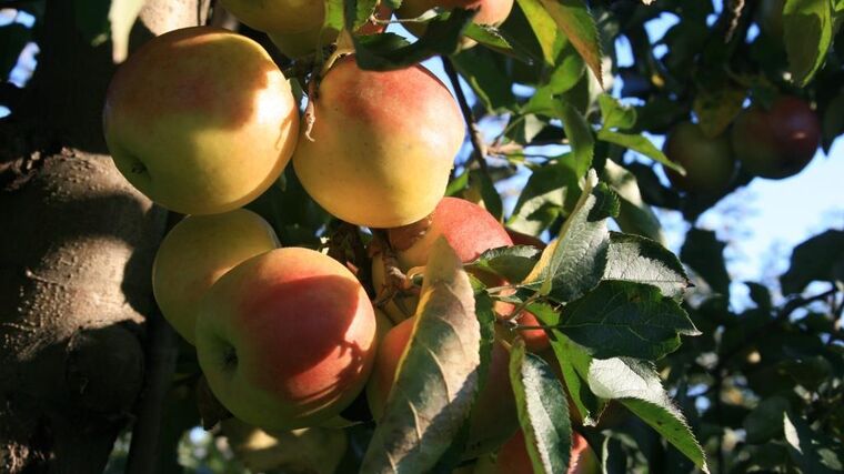 Výstava a seminář v Polsku: Speciální technika do ovocných sadů i pro zelinářství