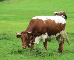 Jak se hospodaří na rakouských almech