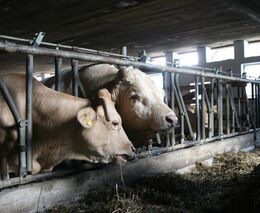 Více místa nebo chlazení stájí v létě získají hospodářská zvířata v ČR během příštích pěti let