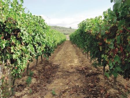 AFP: Řečtí vinaři se vracejí k tradičním odolným odrůdám vína