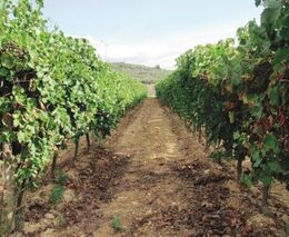 AFP: Řečtí vinaři se vracejí k tradičním odolným odrůdám vína