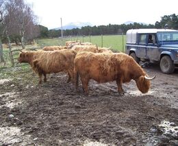 Ze zájezdu ASZ do Skotska