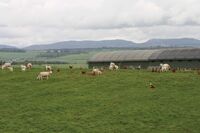 Skotsko není jen krásná krajina a památky, ale také velmi výkonné zemědělství Skotsko není jen krásná krajina a památky, ale také velmi výkonné zemědělství