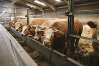 Skotsko není jen krásná krajina a památky, ale také velmi výkonné zemědělství Skotsko není jen krásná krajina a památky, ale také velmi výkonné zemědělství