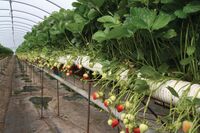 Skotsko není jen krásná krajina a památky, ale také velmi výkonné zemědělství