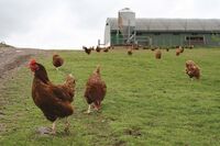 Skotsko není jen krásná krajina a památky, ale také velmi výkonné zemědělství