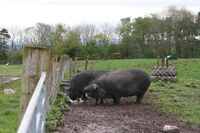 Skotsko není jen krásná krajina a památky, ale také velmi výkonné zemědělství Skotsko není jen krásná krajina a památky, ale také velmi výkonné zemědělství