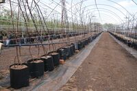 Skotsko není jen krásná krajina a památky, ale také velmi výkonné zemědělství Skotsko není jen krásná krajina a památky, ale také velmi výkonné zemědělství