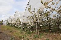 Skotsko není jen krásná krajina a památky, ale také velmi výkonné zemědělství Skotsko není jen krásná krajina a památky, ale také velmi výkonné zemědělství