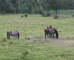Na podporu Ekologického zemědělství SZIF rozdělí přes 1,5 miliardy korun 