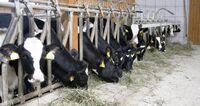 I slovinští farmáři zaznamenávají pokles cen mléka