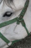 I slovinští farmáři zaznamenávají pokles cen mléka