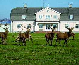 Nejen za chovem jelenovitých do Švédska 