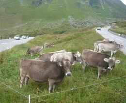 Květnový třídenní zájezd do Švýcarska