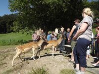 Chov jelenovitých v alpských podmínkách