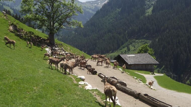 Nejen za farmovými chovy zvěře do Tyrolska