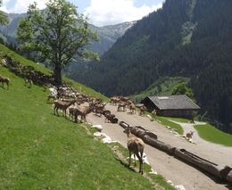 Nejen za farmovými chovy zvěře do Tyrolska