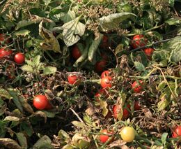 Na Nymbursku najdou uprchlíci práci hlavně v zemědělství