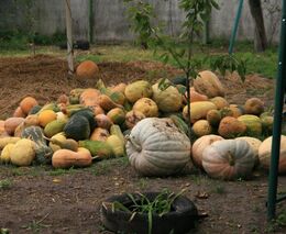 Obilnice Evropy v plamenech. Hrozí hlad?