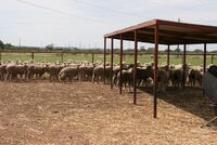 Členové ASZ poznávali zemědělství Kansasu, Texasu a Oklahomy