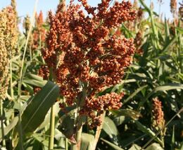 Čirok je obilninou budoucnosti s pozoruhodnými schopnostmi. Dokáže uživit a z půdy vyhnat škůdce