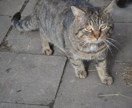 Státy EU se shodly na společné pozici k vylepšení životních podmínek psů a koček