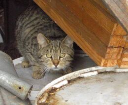 Svoboda zvířat: Válka na Ukrajině, krizová situace nejen pro lidi, ale také pro miliony zvířat