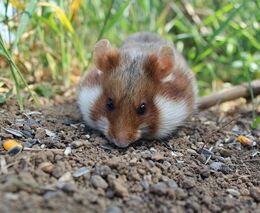 Na pokraji vyhynutí. Křeček polní by mohl zcela vymizet do třiceti let