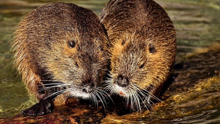 Nutrie se přemnožily, přikrmování problém eskaluje