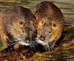 Nutrie se přemnožily, přikrmování problém eskaluje