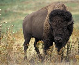 Za 46 let zmizely dvě třetiny volně žijících zvířat, tvrdí studie