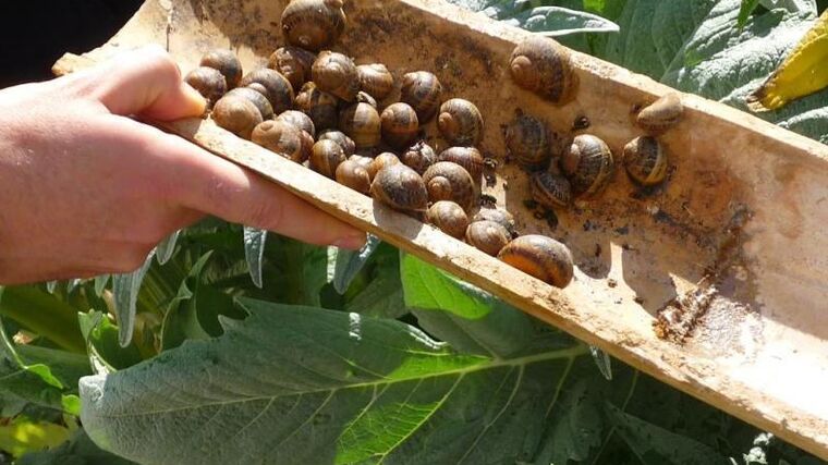 Jihomoravský král šneků chová na své farmě tisíce hlemýžďů