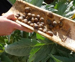 Jihomoravský král šneků chová na své farmě tisíce hlemýžďů