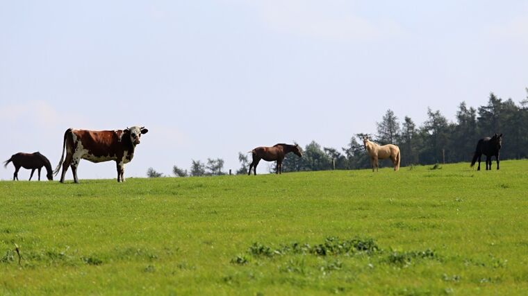Ministerstvo zemědělství zveřejnilo Zelené zprávy za rok 2017 a 2018